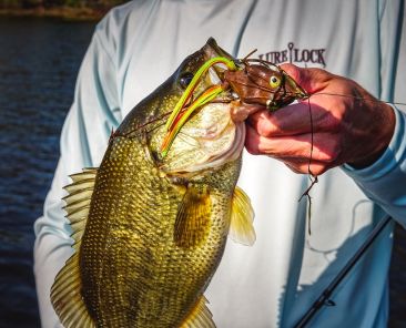 Largemouth Bass with Snag Proof Frog in mouth